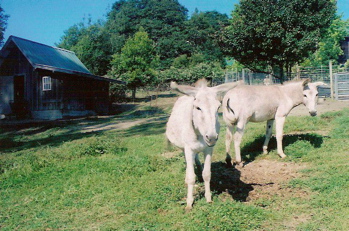 Raphael the donkey